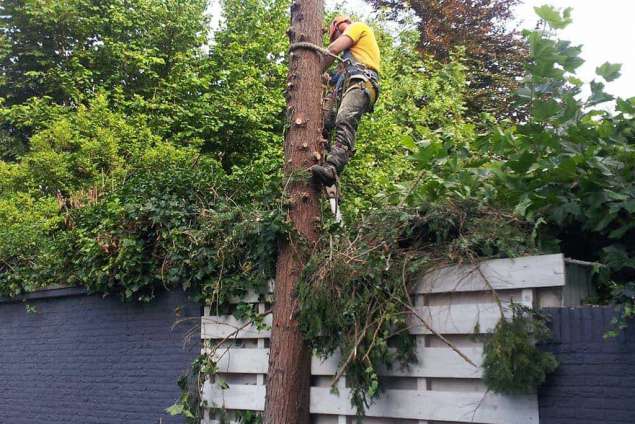 verwijderen van bomen in Breda, conifeer verwijderen